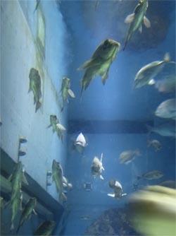 Monoiro120718_japan03