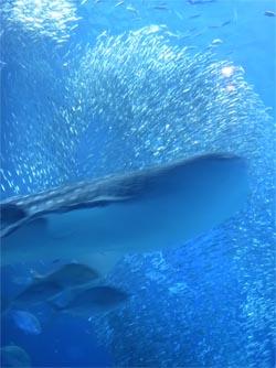 Monoiro120718_jinbei02